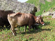 24 Mucche del Ferdy al pascolo